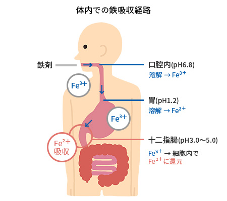 鉄の体内吸収経路